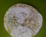 Foto langkah ke 2 dari resep Roti Pizza Tanpa Ulen.