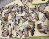 Foto del paso 7 de la receta: Lasaña de zapallo italiano