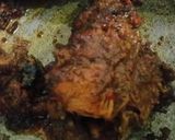 Foto langkah ke 5 dari resep Rendang ayam padang tanpa ribet.