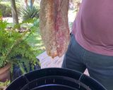 Foto del paso 5 de la receta: Picaña asada a la Sonorense