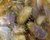 Foto del paso 4 de la receta: Berenjenas baby en escabeche suave