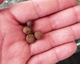 Foto del paso 3 de la receta: Chipotles adobados