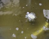 રવા મેંદાની પૂરી (Rava Mendani Puri Recipe in Gujarati) રેસીપી સ્ટેપ2ફોટો