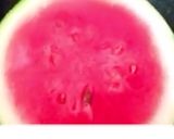 वाटरमेलन जूस (watermelon juice recipe in Hindi) रेसिपी चरण 1 फोटो