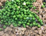 صورة لخطوة 2 من وصفة صينية الأرز باللحم المفروم