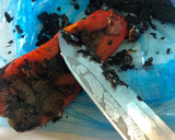 Foto del paso 3 de la receta: Chile relleno hojaldrado