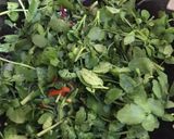 Foto langkah ke 2 dari resep Tumis/Oseng Selada Air (Cenil/Jembak/Jrembak).