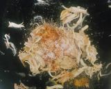 A picture of step 1 of Chicken cheese sandwich.