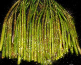 Foto del paso 3 de la receta: Espárragos salteados
