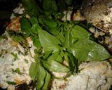 Foto langkah ke 3 dari resep Pepes tahu ekonomis.