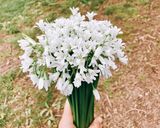Hình bước làm 1 của món Bông Tỏi Ba Góc Xào Bò Bằm