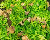 Hình bước làm 2 của món Lòng gà/vịt/ngan xào hoa thiên lý