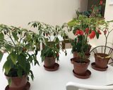 A picture of step 1 of Chilli Jam.