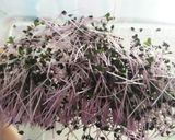 Foto del paso 5 de la receta: Ensalada de kumato con jamón, grana padano y brotes