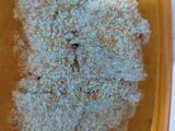 Chiken katsu frozen