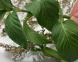 Foto del paso 2 de la receta Agua mágica de San Juan