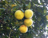 Foto del paso 1 de la receta: Mermelada de Pomelo