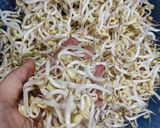 Hình bước làm 5 của món Giá đỗ làm bằng vỏ hộp sữa 1l