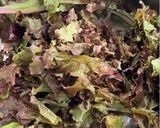 A picture of step 1 of Northeastern Style Salad (东北大拌菜).