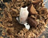 Pas rețetă Înghețată kinder bueno 5 fotografie