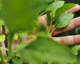 กะเพราเนื้อสับ วิธีทำสูตร 5 รูป