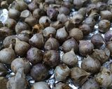 Foto langkah ke 5 dari resep Bawang Oven.