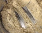 A picture of step 2 of Bajra healthy cookies.