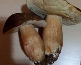 Foto del paso 1 de la receta: Crema de boletus