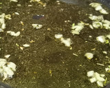 Foto del paso 2 de la receta: Alcachofas con almejas en salsa verde