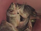 Balado ikan mas tombak bawang