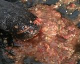 Foto langkah ke 5 dari resep Sambal terasi huhaaah simpel.