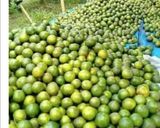 Foto langkah ke 1 dari resep Jeruk Madu Hangat.