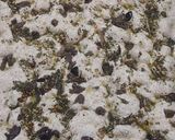 Foto del paso 11 de la receta: Focaccia Integral