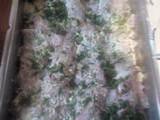 Filetes de Pescadilla, al horno en crema de leche