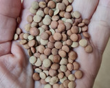 Foto del paso 1 de la receta: Brotes de lentejas al limón 🌱🍋 Germinado de lentejas alimonadas 🌱 🍋