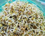 Foto del paso 3 de la receta: Brotes de lentejas 😋
