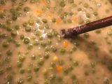Zöldborsófőzelék🍲