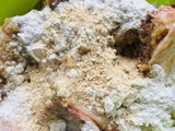 Ayam goreng bawang putih