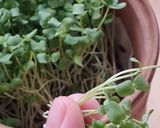 Foto del paso 12 de la receta: Brotes de lino 🌱 Germinación de semillas de lino marrón en germinador de arcilla 🌱