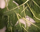 Foto del paso 1 de la receta Sopa de arroz, acelgas y caldo de pollo, en olla exprés