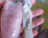 Gambar langkah 1 resipi Sotong Masak Tinta.