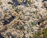 Foto del paso 2 de la receta: Quinoa con setas 🍄y verduras🍴