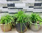 Hình bước làm 7 của món Cà ri cà tím khoai lang mật và đậu hũ non chay