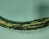 Foto langkah ke 2 dari resep Smashed Cucumber Salad (拍⻩⽠) khas Tiongkok.