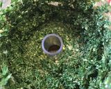A picture of step 2 of Carrot top pesto.