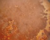 Foto del paso 4 de la receta Arroz a la paella de boletus con mayonesa de trufa