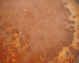 Foto del paso 4 de la receta: Arroz a la paella de boletus con mayonesa de trufa