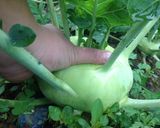 Hình bước làm 1 của món Su hào xào