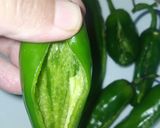 A picture of step 2 of Potato Stuffed Green Chillies.