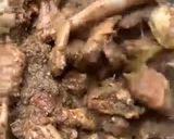 Foto langkah ke 7 dari resep Ayam Batak / Ayam Gota.